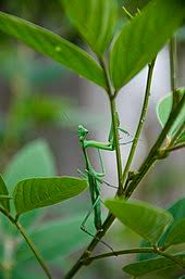 A praying mantis begins its life in an egg case of up to 300 eggs. Mantis Wikipedia