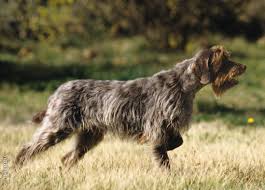 Image result for griffon korthalsův