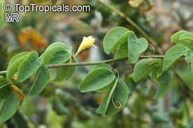 Image result for Adenia fruticosa