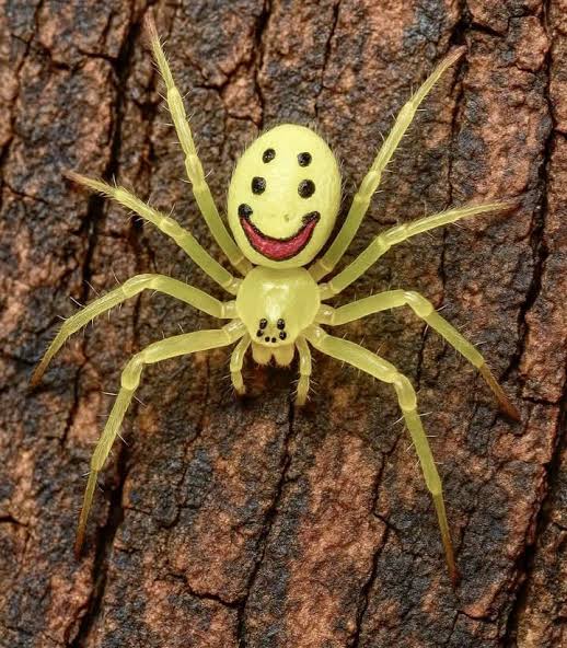 🔥 This is the HAPPY FACE SPIDER — Nature's Smiley! 😄🕷️ Native to tropical forests of Southeast Asia, the Happy Face Spider is known for the incredible smile-like pattern on its bright