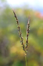 Image result for Andropogon festuciformis