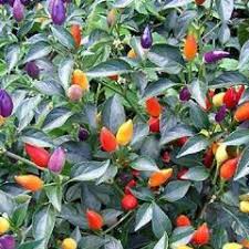 The bolivian rainbow chilli is from bolivia. Pepper Bolivian Rainbow Siskiyou Seeds