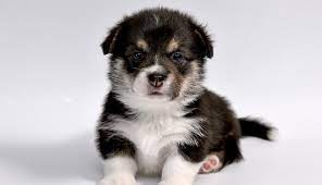 Get the free app for walk for a dog at wooftrax.com. Humane Society Of South Coastal Georgia Dedicated To Promoting The Compassionate Treatment Of Animals In Our Community Through Adoption Public Spay Neuter Services Sheltering And Education