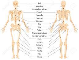 The bones of a lion have the same names as the bones of a domestic cat, which are very similar to a human's bones. Human Anatomical Skeleton Infographic Front View And Back View Royalty Free Cliparts Vectors And Stock Illustration Image 141229845