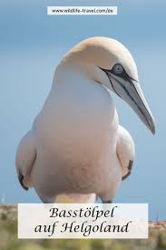 Willkommen auf der homepage der ornithologischen arbeitsgemeinschaft helgoland e.v. Basstolpel Und Seehunde Auf Helgoland Im Mai Deutschland