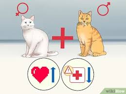 We believe in helping you find the product that is right for you. 5 Ways To Choose Between Purebred And Mixed Breed Cats Wikihow Pet