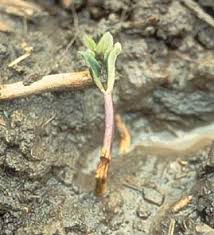 Image result for tomato seedling damping off