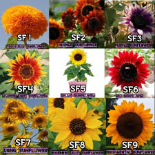 Bunga matahari adalah jenis bunga asli dari amerika utara dan memiliki sekitar 70 spesies bagian dari bunga matahari yaitu minyak dan bijinya memiliki manfaat untuk kesehatan karena mengandung. Viral 9 Jenis Sunflower Seed Benih Bunga Matahari Free Shipping