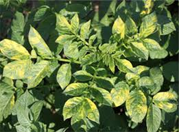 Image result for Alfalfa mosaic virus