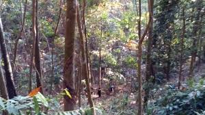 Kepong town), only this finger is visible as a large hill, and the higher lagong peak behind this protrusion is concealed from view. Hiking Trip At Bukit Lagong On 31st Jan 2016 Mynaturetrips