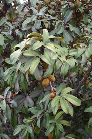 Image result for Englerodendron