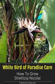 Growing bird of paradise plants indoors is becoming a popular choice for gardeners. How To Care For White Bird Of Paradise Strelitzia Nicolai In 2021 White Bird Birds Of Paradise Plant Birds Of Paradise