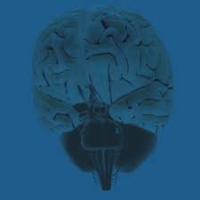 .of the deep cerebellar nuclei in the monkey, with observations on the brainstem projections of the dorsal column nuclei. 3d Brain