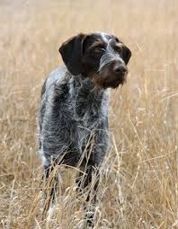 Pointing Dog Blog The Deutsch Drahthaar German Wirehaired Pointer In 2020 German Wirehaired Pointer German Shorthaired Pointer Pointer Puppies