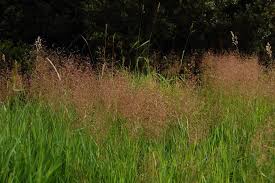 Image result for Agrostis taylorii