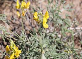 Image result for Crotalaria onobrychis