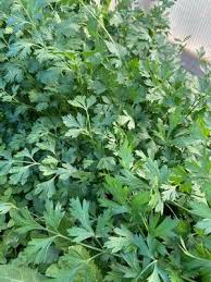 Image result for Petroselinum