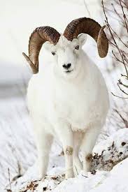 Ram In The Winter Snow Animals Nature Animals Goats