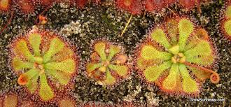 Image result for Drosera natalensis
