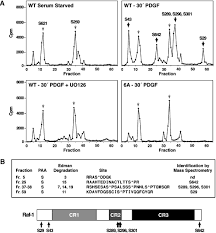 Palaka yarn dye (woven) polyester batting. Regulation Of Raf 1 By Direct Feedback Phosphorylation Molecular Cell