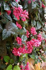 Rainy Day In The Florida Yard Bleeding Heart Vine Climbing Flowers Flowering Vines Bleeding Heart