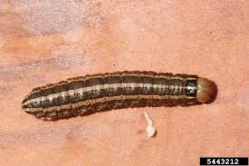 Cutworms are general feeders that can attack a wide range of plants. Cutworms In Home Gardens Umn Extension