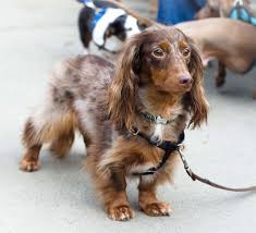 Pin En Dachshund