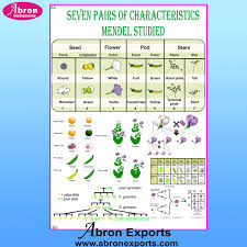 Chart Dna And Chromosome Chart Dna And Chromosome