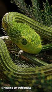 Get it as soon as tue, may 25. Slithering Emerald Snake Reptilien Und Amphibien Schone Schlangen Reptilien