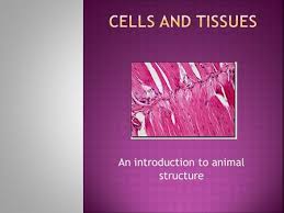Cell specialization synonyms, cell specialization pronunciation, cell specialization translation, english dictionary definition of cell specialization. Cell Specialization Ppt Video Online Download