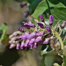 Add purple flowers to your entryway so that guests feel calm and welcome upon entry. Fragrant Vines 5 Plants That Will Spread Amazing Scents In The Garden