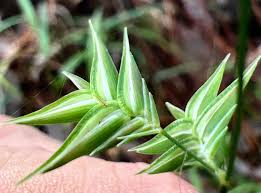 Image result for Volusia resupinata