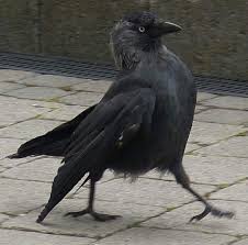 Bird Flying Into Window Meaning Flew In Through My Window And Talked About Cabins Meaning In Occult Literature Jackdaws Are Very Evil And I Susseste Haustiere Lustige Tiere Niedliche Tiere