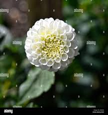 Image result for Dahlia `Snowflake`