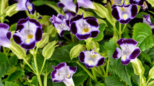 Image result for Torenia thouarsii