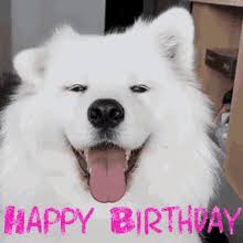 Happy Birthday Dog Gifs Tenor