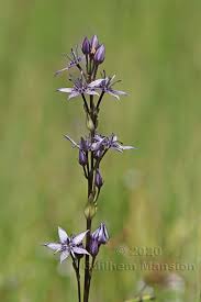 Image result for Swertia eminii