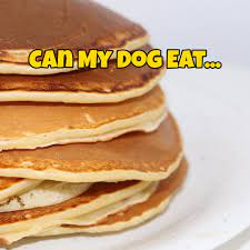 Can Dogs Eat Pancakes Can Dogs Eat Pancakes Protein Powder Recipes Delicious Breakfast Recipes