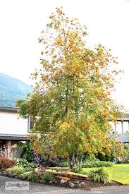 It would be great if bigger. Creating A Split Rail Fence Garden Funky Junk Interiors