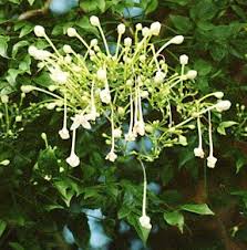 A common garden tree in india, java rani trees are native to southeast asia. Tree List