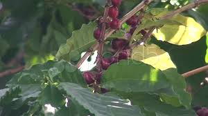 Image result for Coffea racemosa