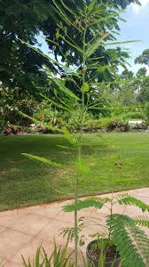 The insects appear under the leaves and can be removed with cotton swabs dipped in alcohol. Plant Id Forum What Is This Tree Garden Org