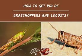 We did not find results for: How To Get Rid Of Grasshoppers And Locusts Pest Samurai
