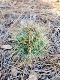 Image result for Eriocaulaceae