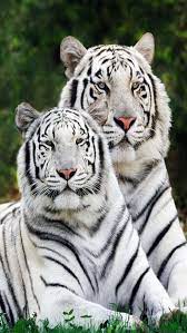 February 14, 2021may 28, 2019 by admin. Animal And Wildlife Wallpapers Hd For All Iphone And Ipad Iphone Ipad Game Reviews Appspy Com