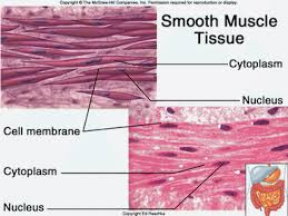 Smooth muscle is a type of muscle tissue which is used by various systems to apply pressure to vessels and organs. What Are Structural And Functional Differences And Similarities Between Skeletal Cardiac And Smooth Muscle Socratic