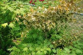 It causes severe blighting of blossoms, shoots, limbs and fruit. Japanese Maple Blight Or Sun Burn
