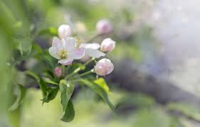 Such excess can result in broken branches, stunting and alternate bearing, that is, bearing every other year. Do I Need More Than One Apple Tree Information About Self Pollinating Apples