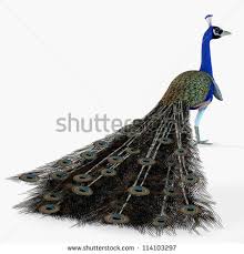 Bird With Long Colorful Tail Feathers Peacock Profile A Male Peacock Bird With Colorful Tail Feathers Isolated On A White Background Male Peacock Peacock Bird Peacock
