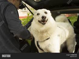 Maybe you would like to learn more about one of these? Beautiful White Dog Image Photo Free Trial Bigstock